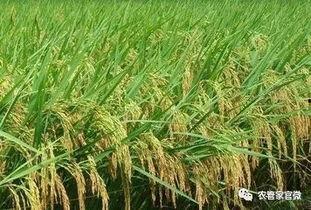 瞿麦全国产量多少吨啊视频,年产多少吨？